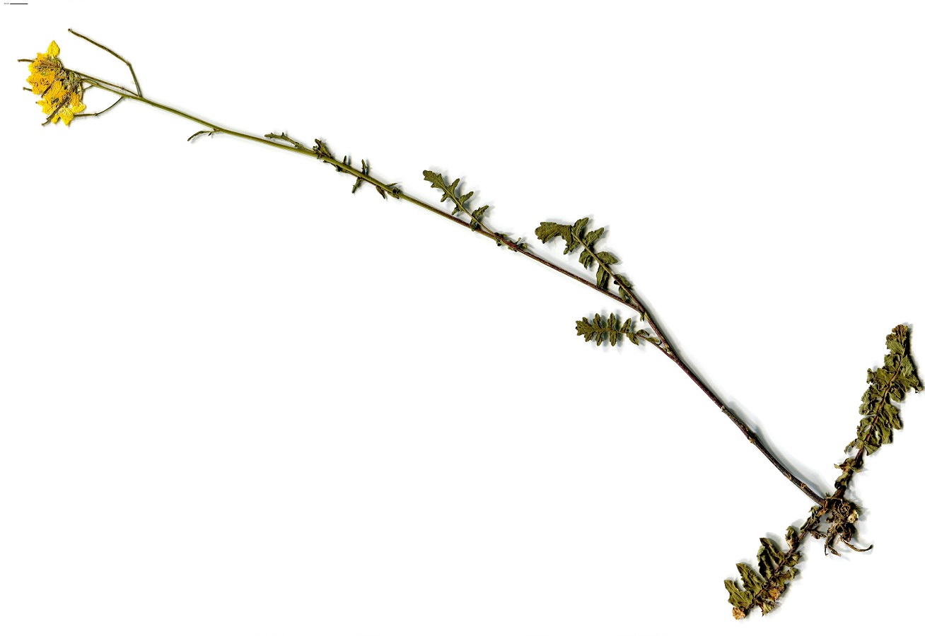 Erucastrum nasturtiifolium subsp. sudrei (Brassicaceae)